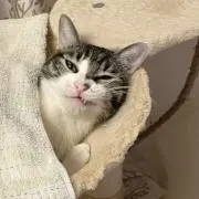 まりも集合体の画像