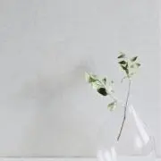 noaの画像
