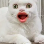マッチョンの画像