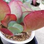 Monmonの画像