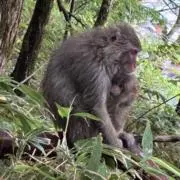 nekoponzu515の画像