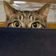 ユキオの画像
