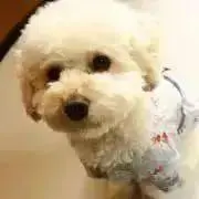 yrikoxの画像