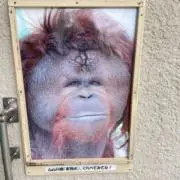 ななしの画像