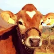 つつつの画像