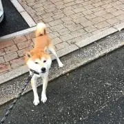 Borisの画像