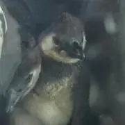 理龍