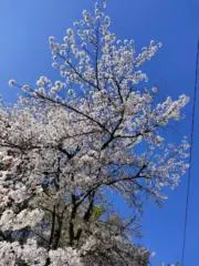 じゅりの画像