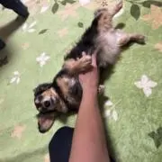 詣
