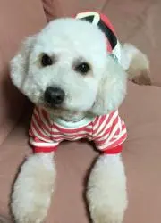 チョコ