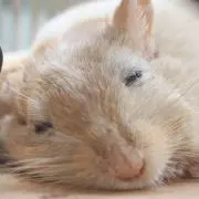 スナネズミのチュウ