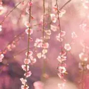 Ako ♡ 即購入OKです！の画像