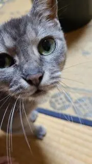 ネコ丸：プロフ確認してください：の画像