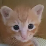もも