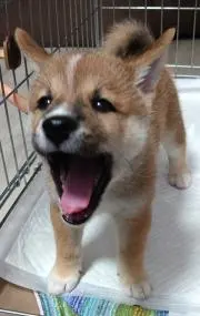 コウヤ氏の画像