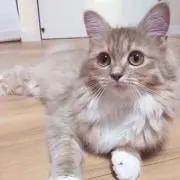 りん