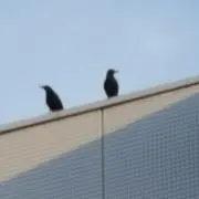 やんまー
