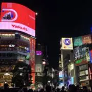 たこの画像
