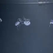 かや