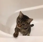 かるぱすの画像