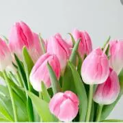 Tulip
