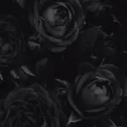 ︎︎❀の画像