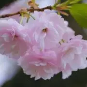 ★さくら☆の画像