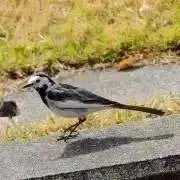 makoの画像