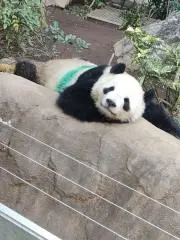 パンダ