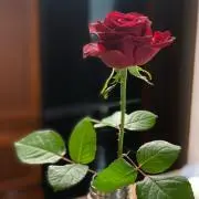 珠鈴