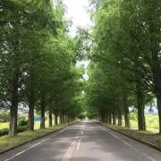 なっちゃんの画像