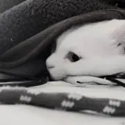 らいおん。