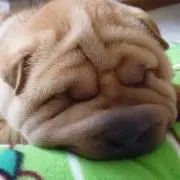 おコメ