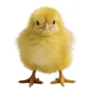 彩乃の画像