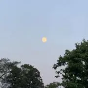 arinの画像
