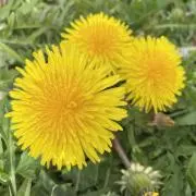 watoの画像