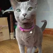 eko