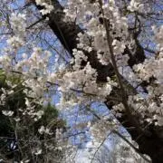 きなこの画像