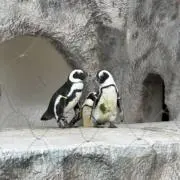 ぺんたの画像