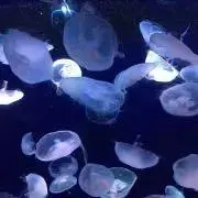 みっぴの画像