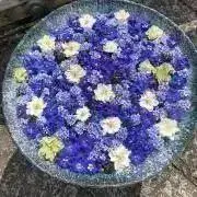 Miyuuの画像