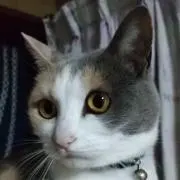 なぎベーグルの画像