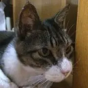 ほり