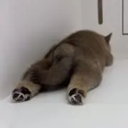 みさ