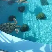 かめの画像