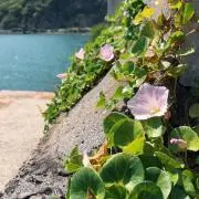 ナナの画像