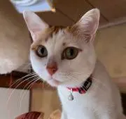たまの画像