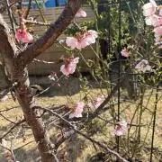 紀さん。の画像