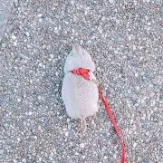 あや