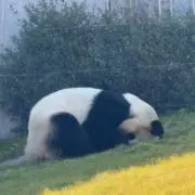 ドゲネパンダの画像